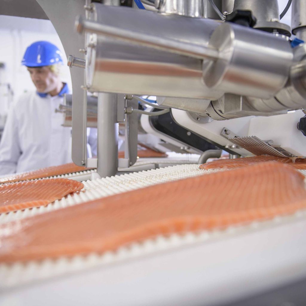 Fish filet conveyor belt.