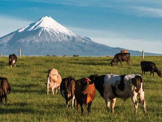 Major global dairy company increases productivity